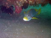 Oriental Sweetlip on USS Liberty